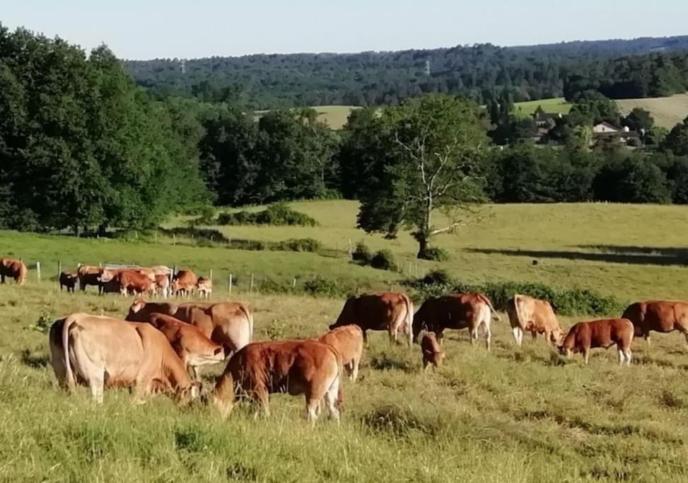 Gite Aux Bois D'En Temps Lunas  Eksteriør billede